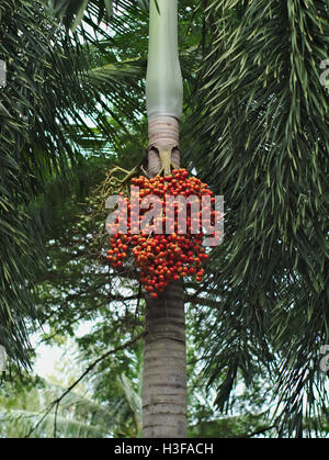 La sétaire verte, la sétaire palm palm tree, ou Wodyetia bifurcata's seed Banque D'Images