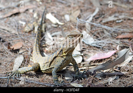 L'eau de l'Est de l'Australie (Dragon Itellagama lesueurii) à Sydney bushland, Royal National Park, Australie Banque D'Images