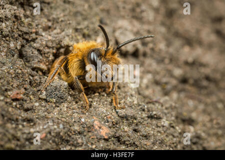 Une femelle Andrena Mining Bee sortant de son nid burrow Banque D'Images