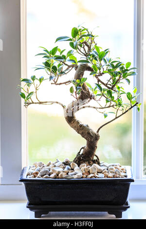 Bonsai arbre tropical Fig FicusRetusa sur un rebord de fenêtre Banque D'Images