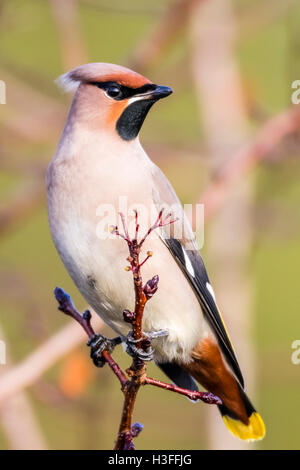 Jaseur boréal (Bombycilla garrulus) Banque D'Images