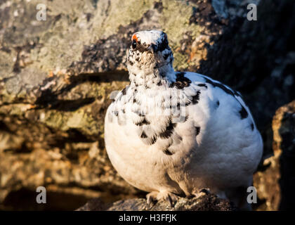 Lagopède mâle changeant en plumage d'été Banque D'Images