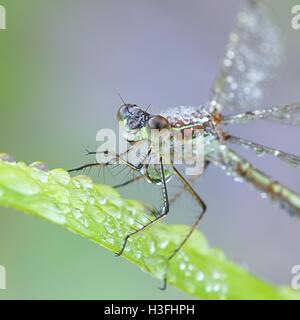 Demoiselle d'Émeraude, connu aussi sous le nom de Common spreadwing, couvert de rosée du matin Banque D'Images