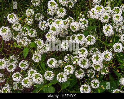 Lobularia maritima, nom commun ou alyssum doux sweet alison Banque D'Images