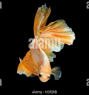 Betta poisson, poisson combattant siamois d'or 'half moon' isolé sur fond noir mouvement magnifique macro photo Banque D'Images