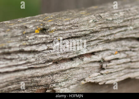 Closeup of old weathered, morceau de bois pour l'abstract ou fonds Banque D'Images