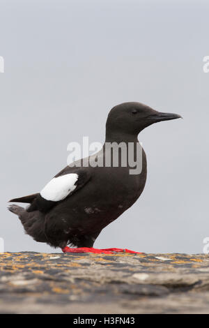 Le Guillemot à miroir (Cepphus grylle) ; seule l'Ecosse permanent ; UK Banque D'Images