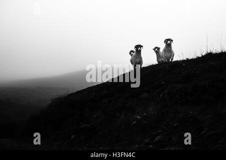 Curieux moutons sur la lande brumeuse, Yorkshire, UK Banque D'Images