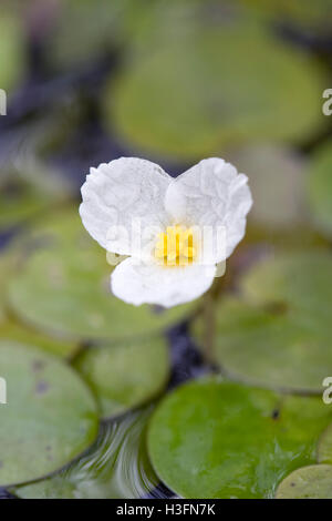 Hydrocharide grenouillette, Hydrocharis morsus-ranae fleur et feuilles sur étang Cornwall ; UK Banque D'Images