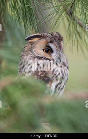 Hibou moyen long ; Asio otus seul Portrait UK Banque D'Images