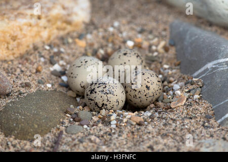 Gravelot Charadrius hiaticula ; oeufs dans le nid ; Cornwall UK Banque D'Images