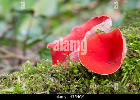 Coupe Elf écarlate Sarcoscypha coccinea ; Cornwall, UK Banque D'Images