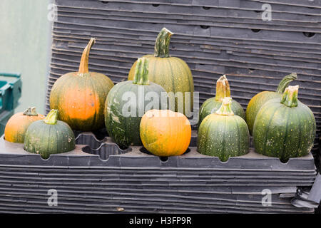 Cucurbita, citrouilles Banque D'Images