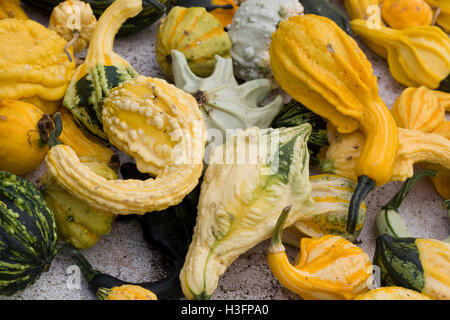 Cucurbita, citrouilles ornementales Banque D'Images