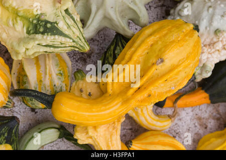 Cucurbita, citrouilles ornementales Banque D'Images