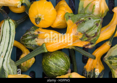 Cucurbita, citrouilles ornementales Banque D'Images