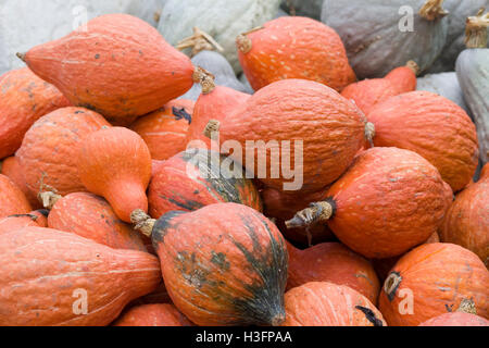 Cucurbita, Potimarron potiron Banque D'Images