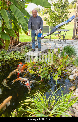 Un homme au bord d'un étang de koi nourrir poisson dans son étang d'arrière-cour dans le sud de l'Allemagne Banque D'Images