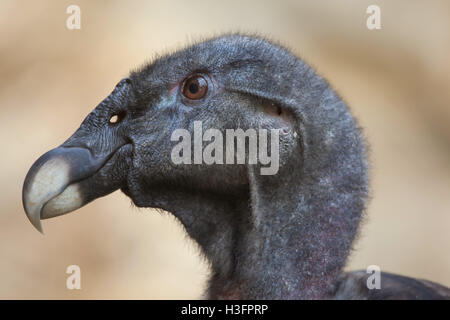 Condor des Andes (Vultur gryphus). Des animaux de la faune. Banque D'Images