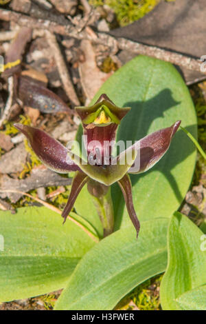 Chiloglottis valideurs, oiseau commun Orchid dans Baluk Willem de Flore, Belgrave Sud, Victoria, Australie Banque D'Images