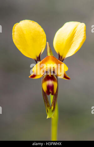 Diuris orientis, est de l'Âne en orchidée-boom, Panton Hill, Victoria, Australie Banque D'Images