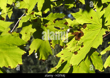 Les effets du fluage lentement dans de grands automne feuilles d'érable accroché sur un arbre Banque D'Images