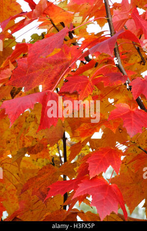 Feuilles tachetées et multicolores accrocher au large de branches d'un arbre en automne Banque D'Images