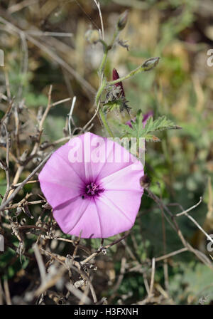 À feuilles de mauve - liseron des champs Convolvulus althaeoides fleur sauvage Rose à partir de Chypre Banque D'Images