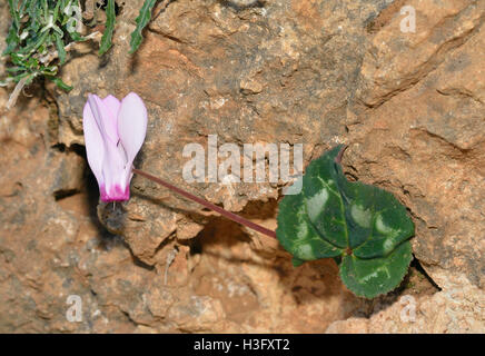 Cyclamen de Perse - Cyclamen persicum croissant sur rock Banque D'Images