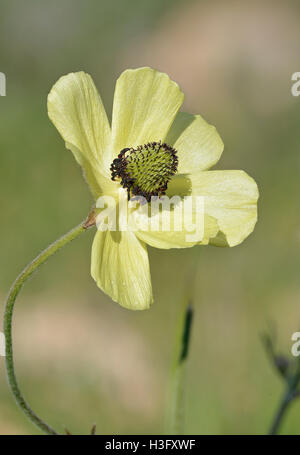 Renoncule - Ranunculus asiaticus Turban forme Crème fleur Banque D'Images