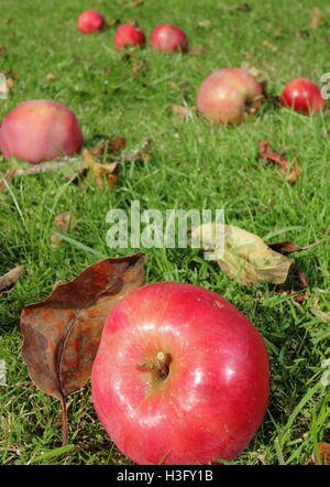 Les pommes d'aubaine parmi les feuilles d'automne dans le verger d'un jardin de campagne anglaise sur une journée ensoleillée au début d'octobre - 2016 Banque D'Images