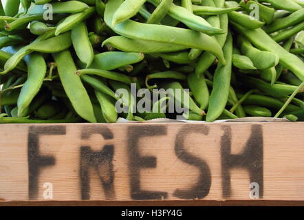 Haricots fraîchement récolté réunis dans un plateau en bois - Jardin Anglais Banque D'Images