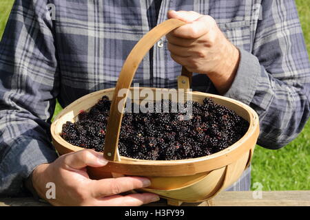 Un homme avec un trug rempli de haie mûres fraîchement cueillies dans la campagne anglaise sur une belle journée de septembre - M. Banque D'Images