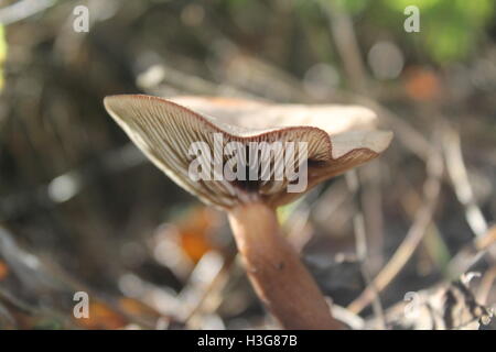 Champignons d'automne profiter de la dernière de l'ensoleillement d'octobre. Banque D'Images