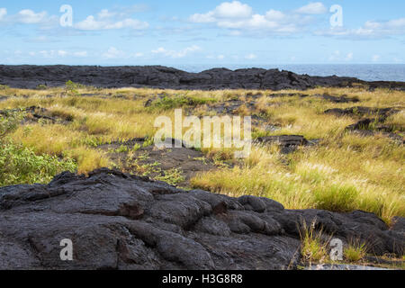 Old weathered lava commence à soutenir la croissance des graminées et d'arbustes à Hawaii. Banque D'Images