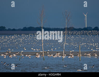 Varel, Allemagne. 05Th Oct, 2016. Un grand troupeau de périodes de flys passé comme barducks (Tadorna tadorna) recherche de nourriture sur un banc à Varel, Allemagne, 08 octobre 2016. De nombreux ornithologues et les amoureux de la nature viennent à la partie de la côte directement derrière la porte de Varel chaque année pour l'Zugvogeltage d'oiseaux migrateurs (jours) sur la côte de la mer du Nord, pour observer les oiseaux provenant de Sibérie et de Scandinavie, entre autres lieux, au cours de leur séjour dans la mer des Wadden. Cette année, les jours d'oiseaux migrateurs du 08-16 octobre 2016. PHOTO : INGO WAGNER/DPA/Alamy Live News Banque D'Images