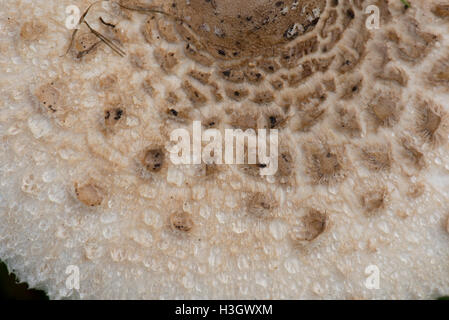 Une coulemelle Macrolepiota procera, dans les prairies, à l'aide des fulkly ouvrir et clairement marquée, Septembre Banque D'Images