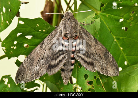 Une femelle convolvulus hawk moth, Agrius convolvuli, les ailes partiellement ouvert d'ailes montrant, Berkshire, octobre Banque D'Images