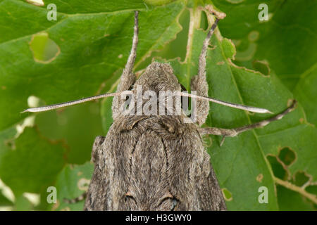 Une femelle convolvulus hawk moth, Agrius convolvuli, les ailes partiellement ouvert d'ailes montrant, Berkshire, octobre Banque D'Images