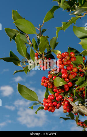 Des baies de houx rouges mûres sur l'arbre en plein soleil d'automne de l'après-midi, prêt pour Noël ou les oiseaux sauvages Banque D'Images