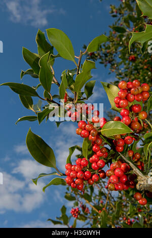 Des baies de houx rouges mûres sur l'arbre en plein soleil d'automne de l'après-midi, prêt pour Noël ou les oiseaux sauvages Banque D'Images