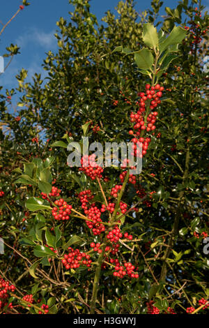 Des baies de houx rouges mûres sur l'arbre en plein soleil d'automne de l'après-midi, prêt pour Noël ou les oiseaux sauvages Banque D'Images