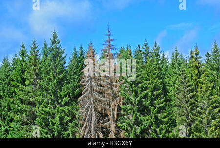 Deux morts dans la forêt de sapins, Livradois-Forez Massif-Central Auvergne France Banque D'Images