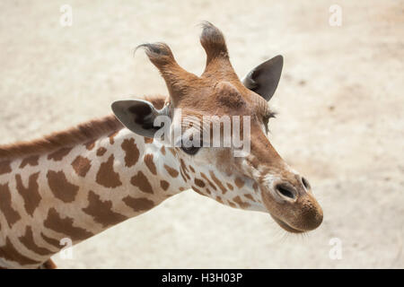 Kordofan Girafe (Giraffa camelopardalis antiquorum), également connu sous le nom de la girafe. Des animaux de la faune. Banque D'Images