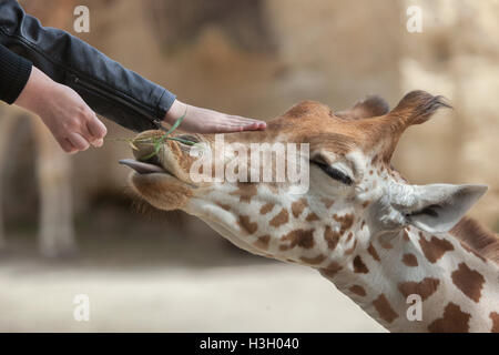 Les visiteurs et d'alimentation Appuyez sur le Kordofan Girafe (Giraffa camelopardalis antiquorum), également connu sous le nom de la girafe au D Banque D'Images