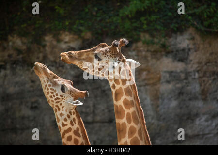 Kordofan Girafe (Giraffa camelopardalis antiquorum), également connu sous le nom de la girafe d'Afrique centrale à Doué-la-Fontaine Zoo dans le Maine Banque D'Images