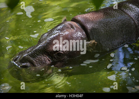 (Hippopotame pygmée Choeropsis liberiensis). Des animaux de la faune. Banque D'Images