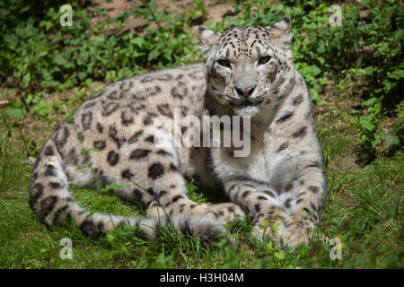 Snow Leopard (Panthera uncia). Des animaux de la faune. Banque D'Images