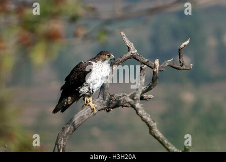 L'image de Bonellis Eagle ( Aquila fasciata) a été prise dans le Maharashtra, Inde Banque D'Images