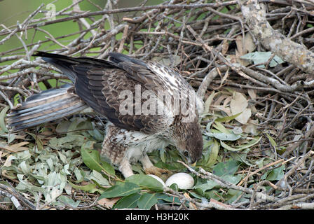 L'image de Bonellis Eagle ( Aquila fasciata) a été prise dans le Maharashtra, Inde Banque D'Images